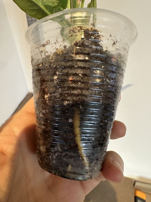 Сингоніум Syngonium Red Spot Tricolor