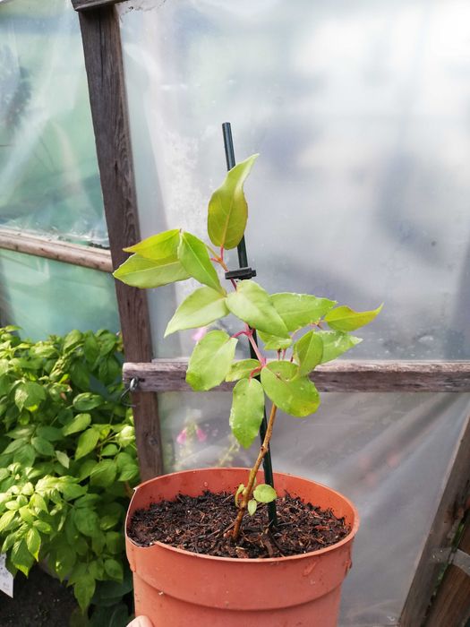 Planta Brinco de Princesa - Fucshia