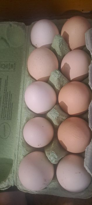 Sprzedam jajka wiejskie