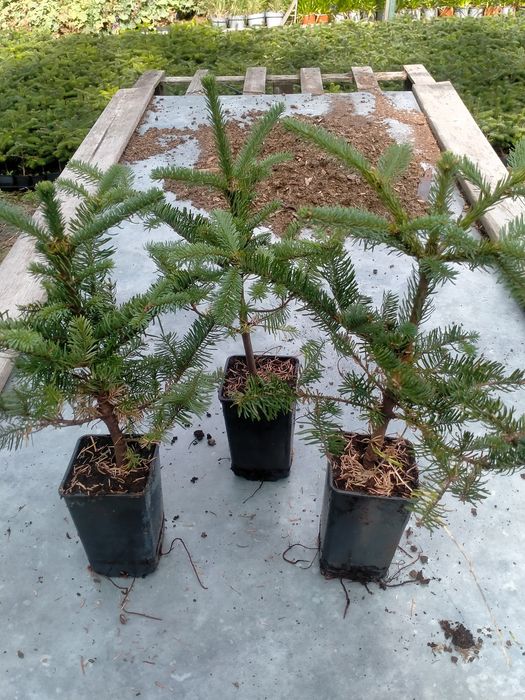 Jodła szlachetna abies nobilis