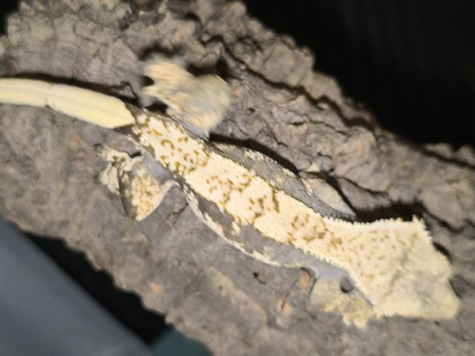 Gekon orzęsiony extreme harlequin samica