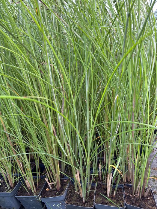 Miskant Gracillimus 20 sztuk