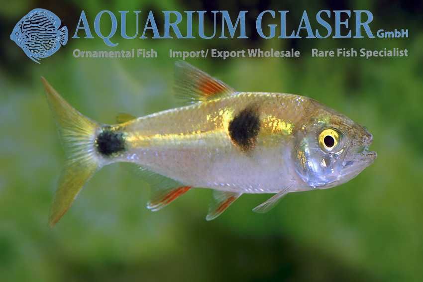 Exodon paradoxus wild