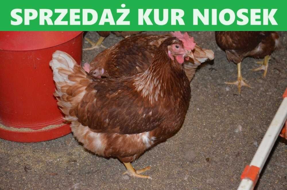 Młode nioski kury odchowane z jajkiem