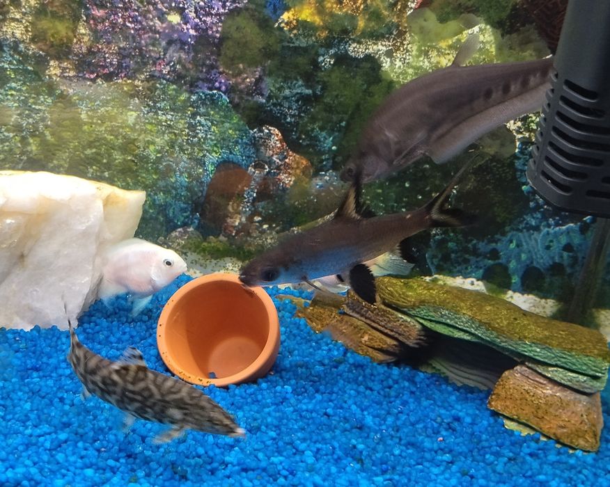 Vendo ou troco vários peixes