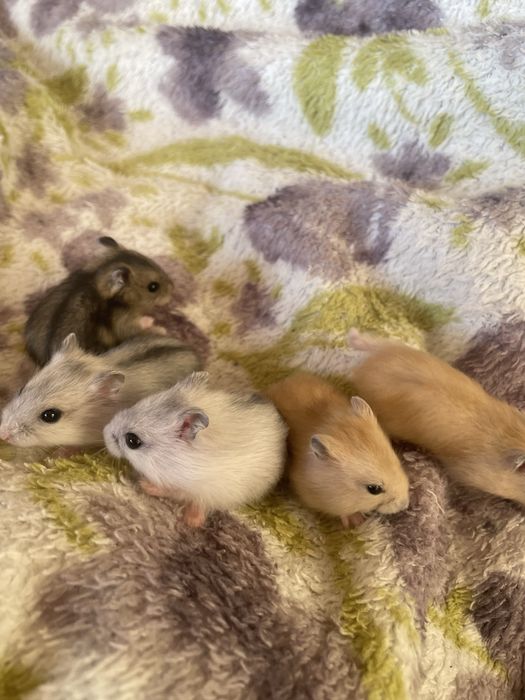 Хомʼяки, джунгарики