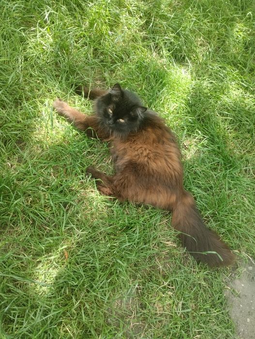 Віддам в добрі руки кошенят!