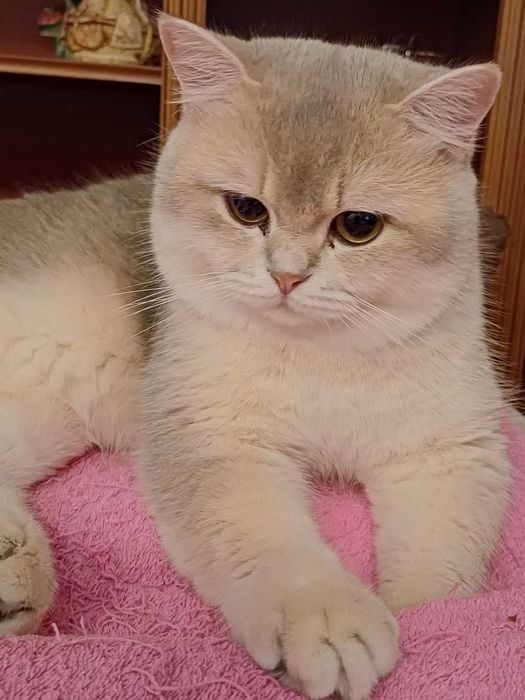 Вязка Британский Кот Голубое Золото Британец