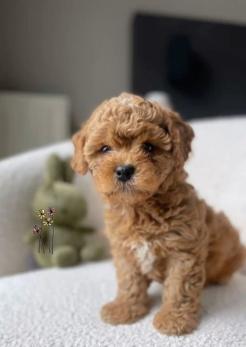 Щенки пуделя. Той