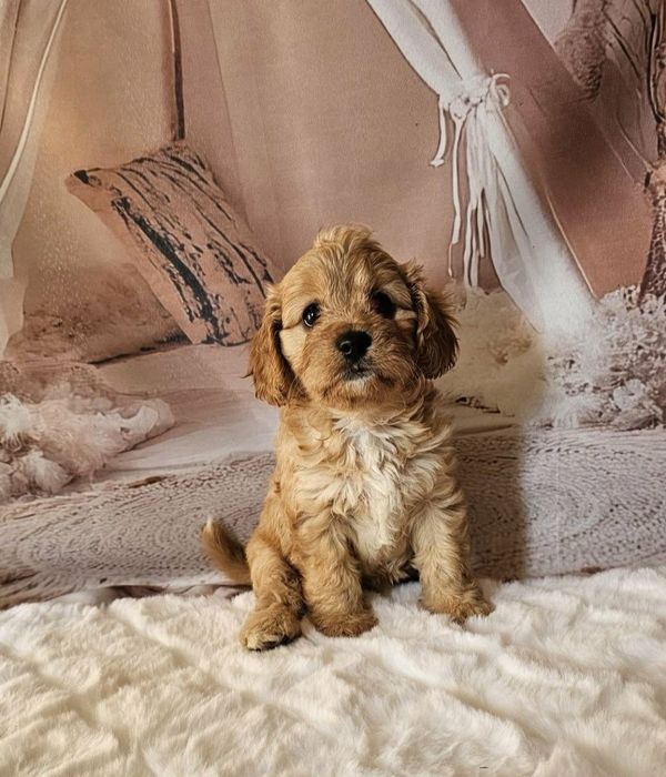 Cavapoo suczka!!!