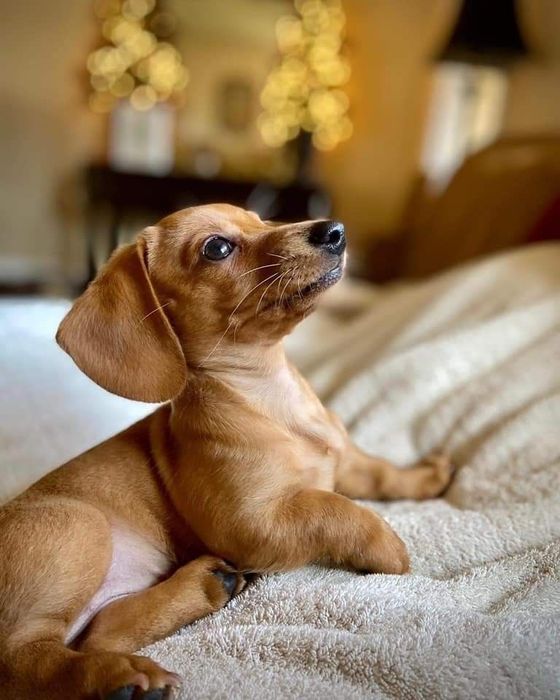 Хлопчик рудого окрасу