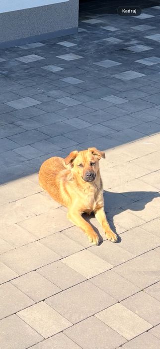 Pies Mieszaniec - za darmo