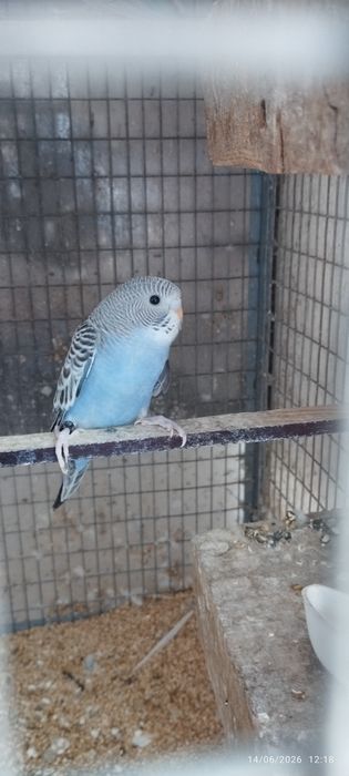 Vendo periquitos australianos (não faço criação de aves à mão). Em Loulé.