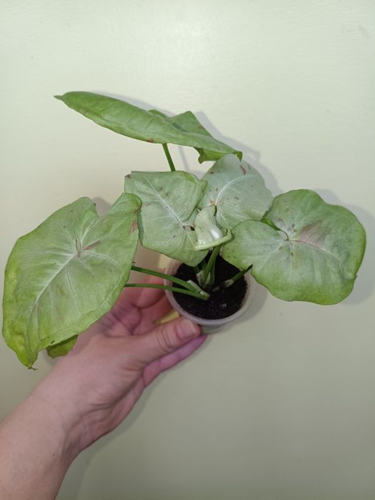 Сортові домашні Сингоніуми