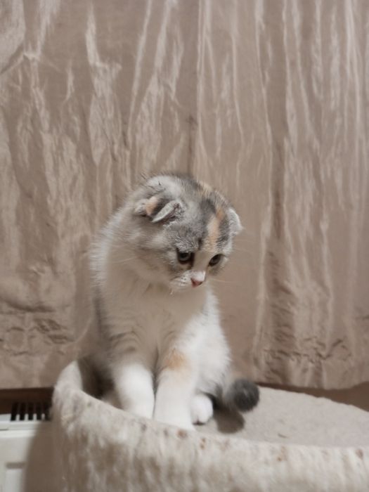 Продам шотландскую кошечку.