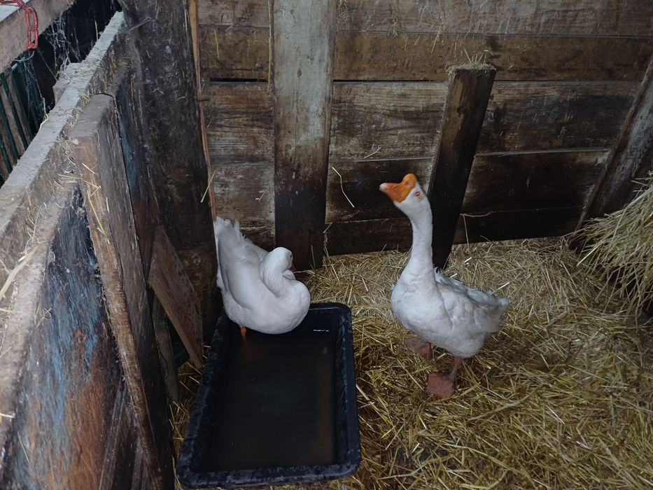 Casal de Gansos  Chinês/Africano x Toulouse