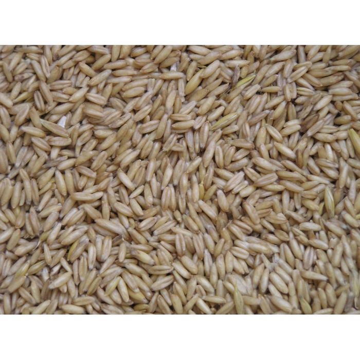 Owies zbiór 2025 zamiennik pelletu opał