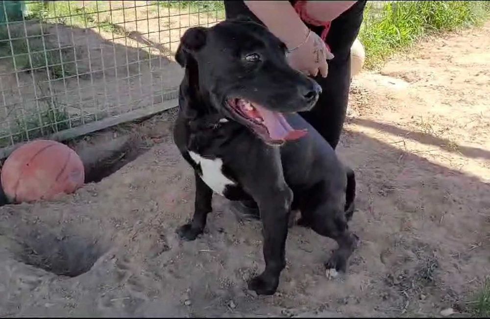 2-Letni łagodny BULI ! Przywiązany do drzewa w lesie !