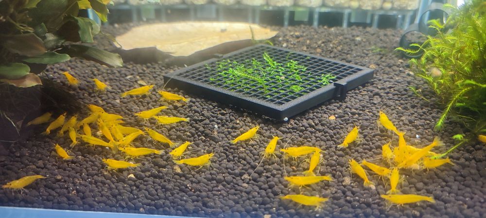 Krewetki Yellow King Kong caridina