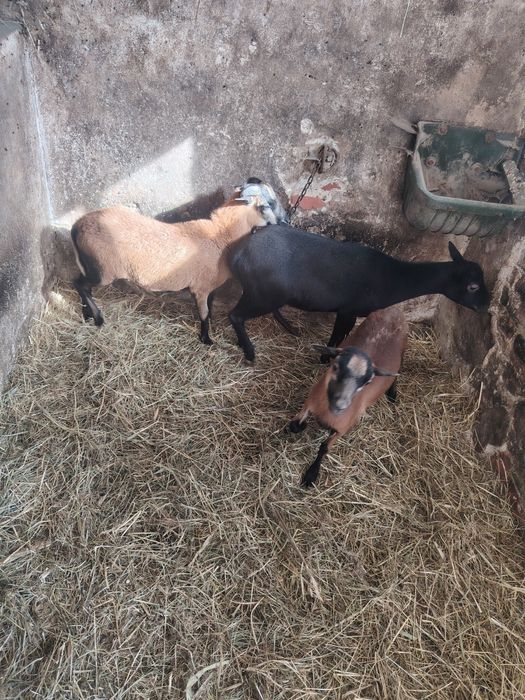 Owce kameruńskie komplet zamienię