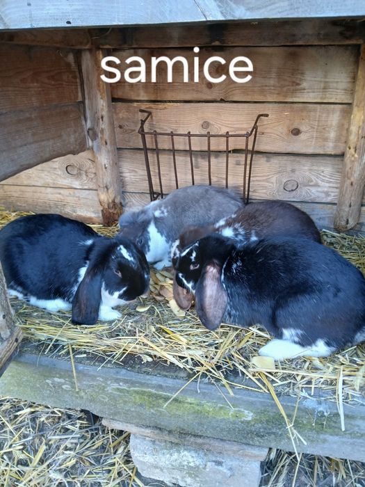 Króliki baran francuski