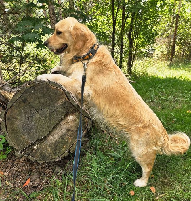 Piesek Golden Retriever szczeniak z dokumentami