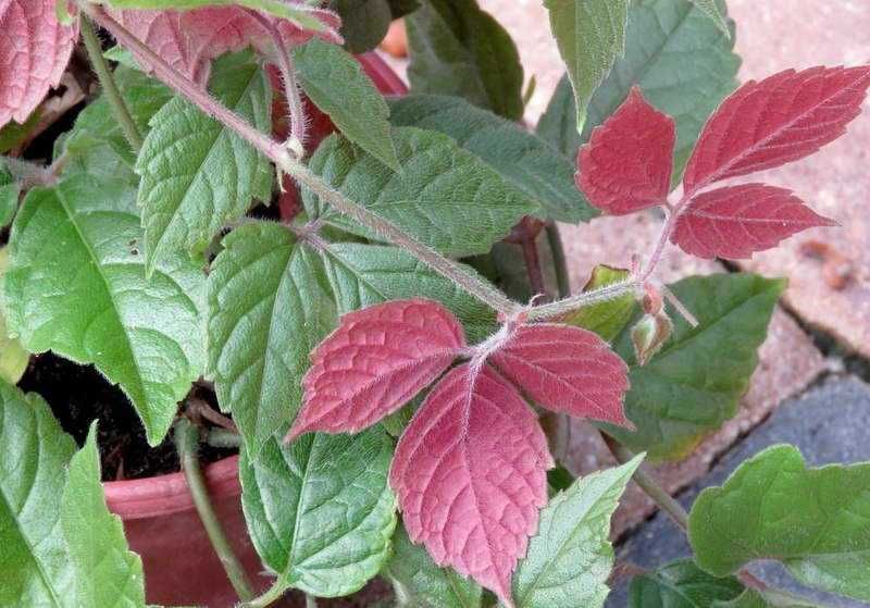 Cissus adenopoda, Цисус