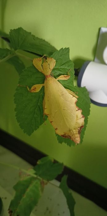 Liściec phyllium letiranti jaja