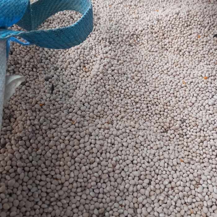 Łubin wąskolistny Oskar