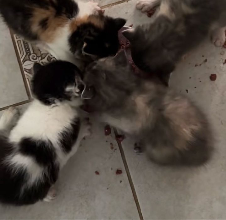 котики в люблячу сімʼю