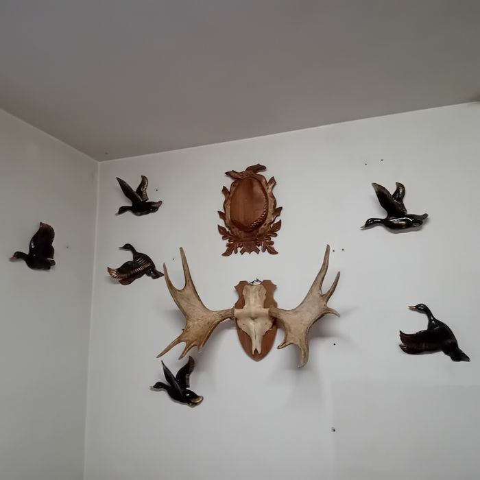 XX w Kaczki z Porcelany do Powieszenia na Ścianę Cudo !!!