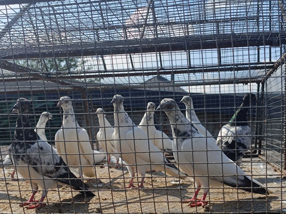 Gołębie rasowe. Budapeszty.