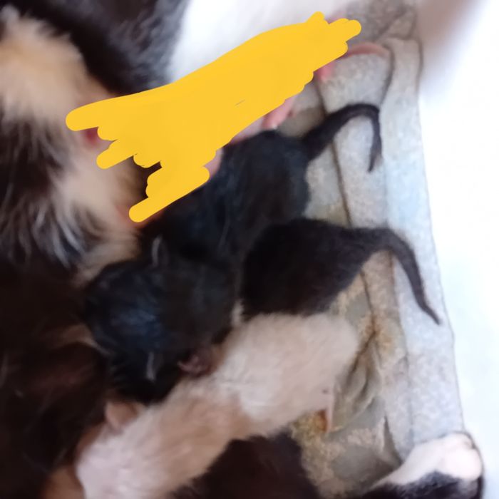 3 gatos bebés para dar