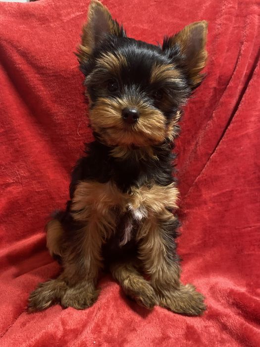 Yorkshire Terrier