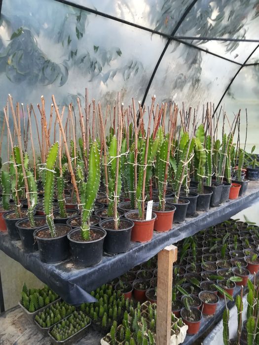 Promoção, Pitayas enraizadas disponíveis