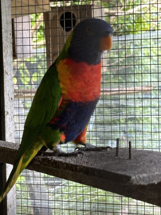Aves Loris Malucano