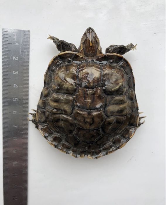 Черепаха засушена