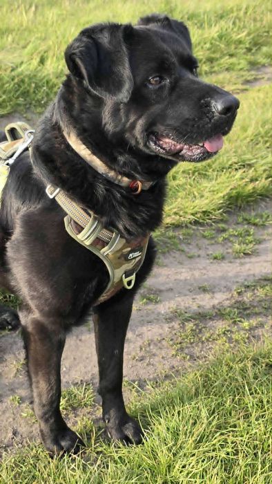 Duży, młody, czarny, mądry pies szuka domu już 2 lata