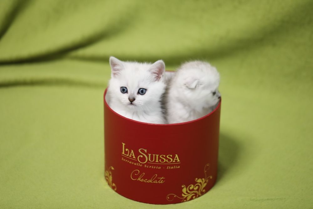 Неймовірні кошенята срібна шиншила