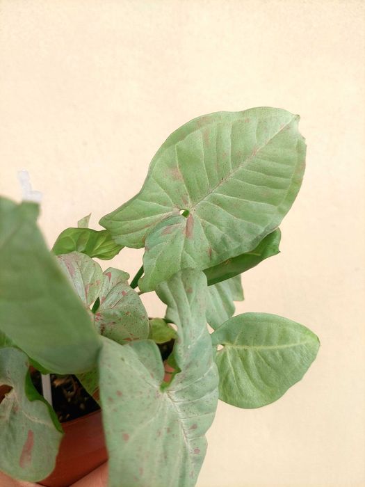 [Planta] Syngonium Milk Confetti