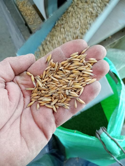 Gryka, płaskurka, owies, gorczyca , ziemniaki, nostrzyk, EKO, BIO