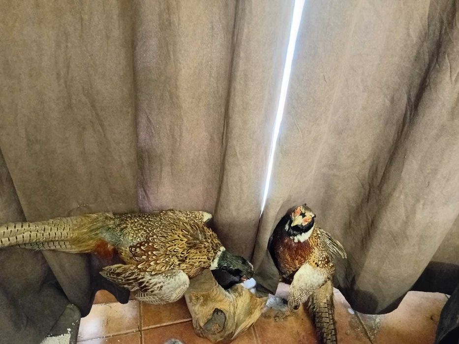 antic 2 faisões reais pagos