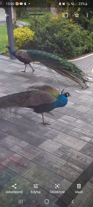 Paw samiec dorosły pawie