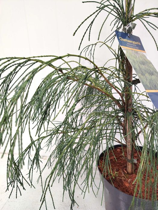 Cyprysik Lawsona DROOPING SOLO 5L