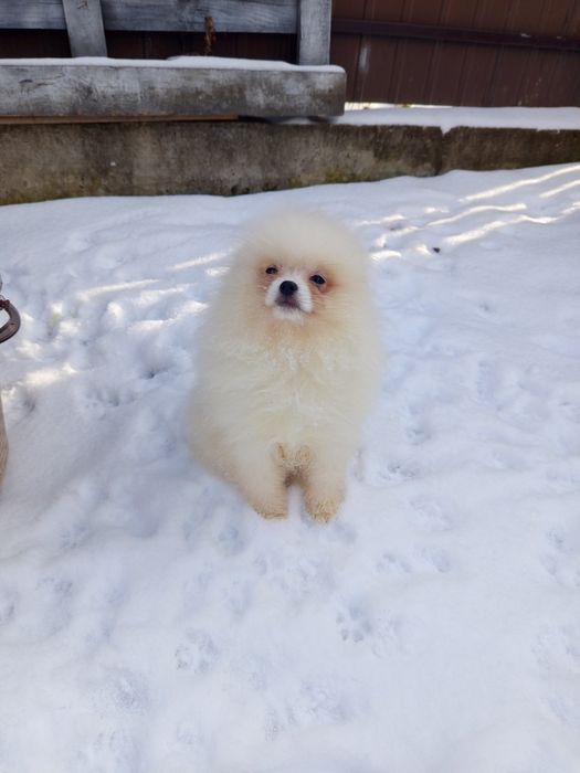 Хлопчик з хорошого шубою і хорошим характером