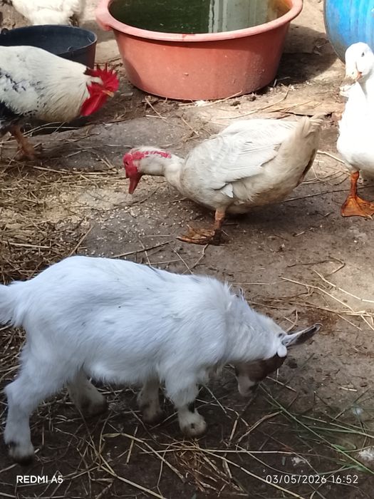 Vendo cabrita fêmea