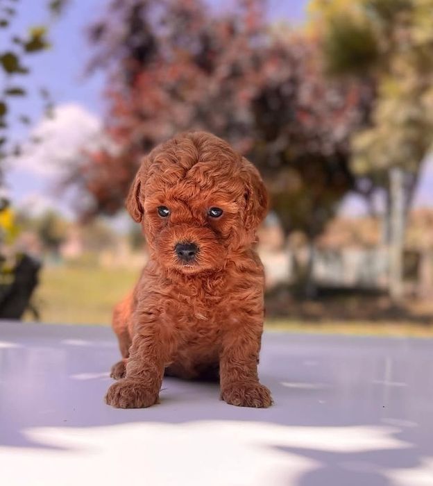 Маленькі той пуделята