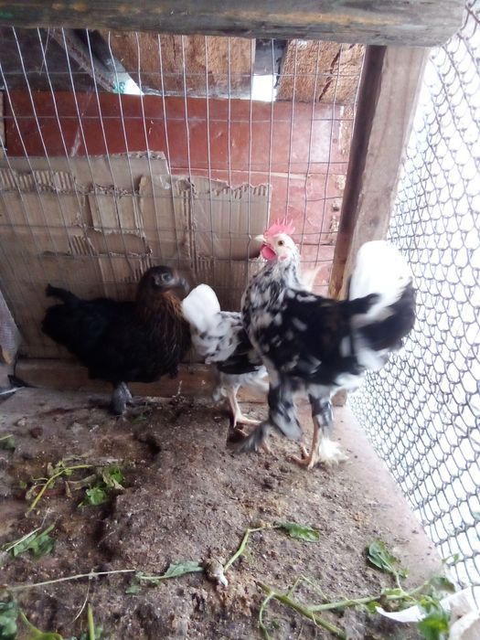 Порода Бентамка продам