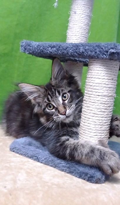 Котенята Мейн  Кун