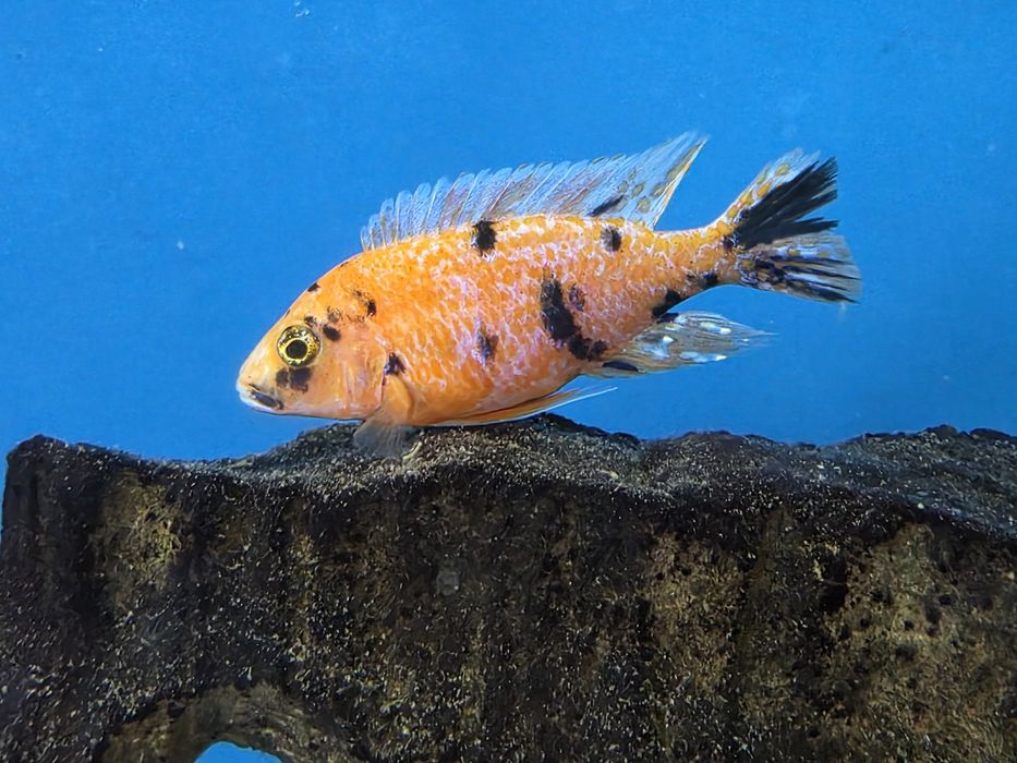 Pyszczaki Aulonocara marmelade ob